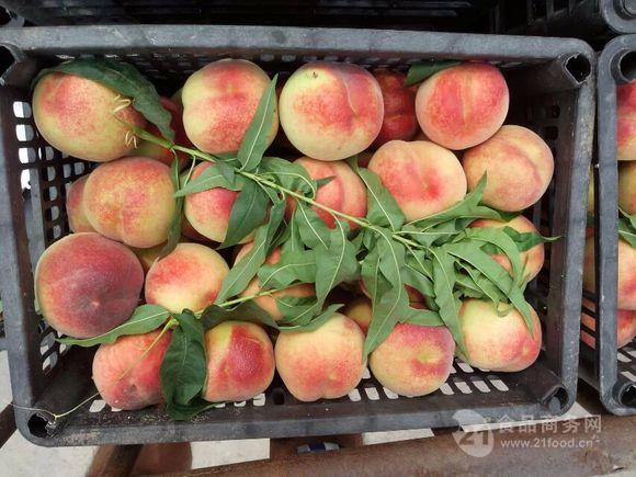 蜜桃行情,蜜桃行情——科技新品，顛覆你的想象！