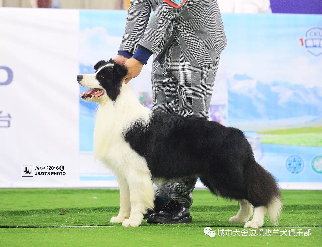 邊境牧羊犬比賽標(biāo)準(zhǔn)，探尋競技衡量尺度的全面解析