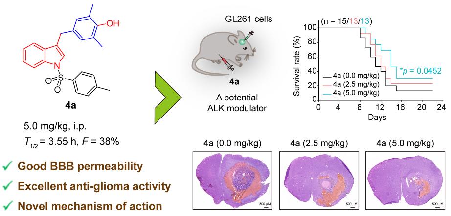 膠質(zhì)瘤新藥進(jìn)展動(dòng)態(tài)更新