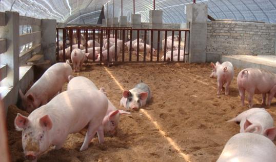 全國(guó)生豬行情的勵(lì)志進(jìn)化之旅