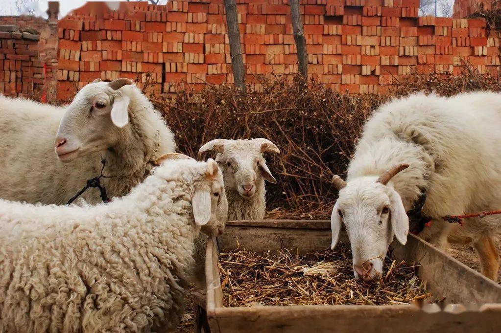 羊瘟最新知識盛宴，賦予我們自信與力量，助力防控疫情發(fā)展