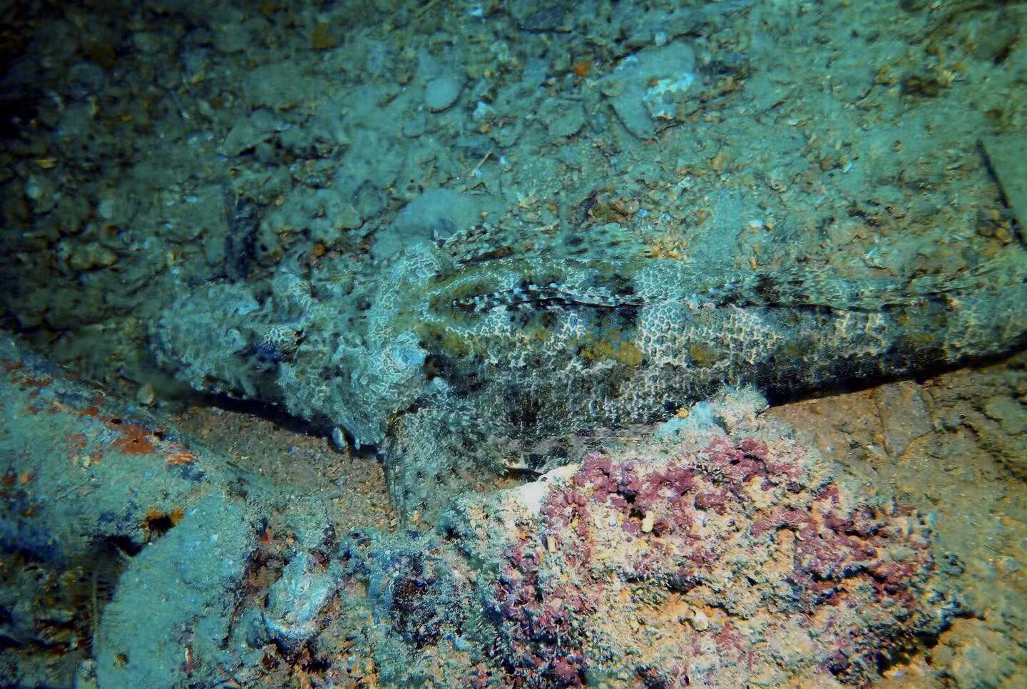 神秘海洋生物最新發(fā)現(xiàn)揭秘，藍(lán)色秘境與巷弄獨特小店探秘