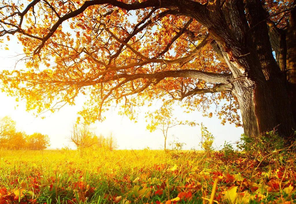 歌詠比賽感悟與收獲，一次難忘的心路歷程