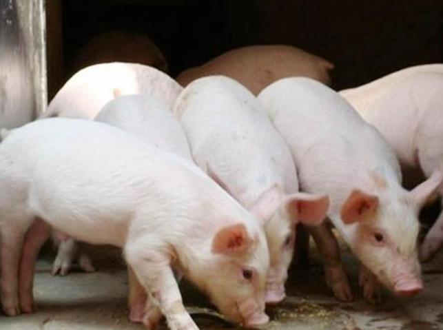 廣西生豬價(jià)格的市場波動(dòng)分析與觀點(diǎn)解析