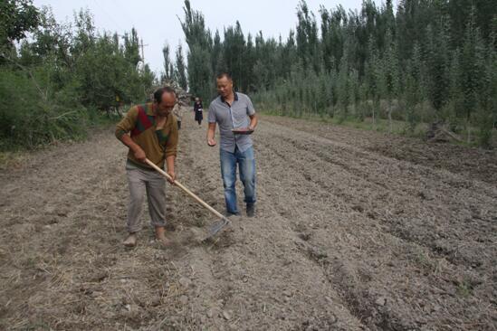 新疆阿克蘇玉米價(jià)格行情今日最新報(bào)價(jià)指南
