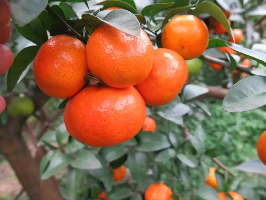 今年沙糖桔價(jià)格行情分析