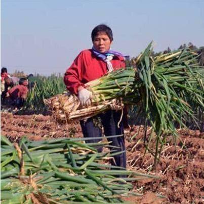 最新大蔥批發(fā)價(jià)格動態(tài)，市場變化中的機(jī)遇與自信的力量