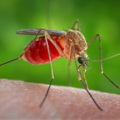 中國寨卡病毒最新動態(tài)，探尋心靈寧靜之地，與大自然共舞