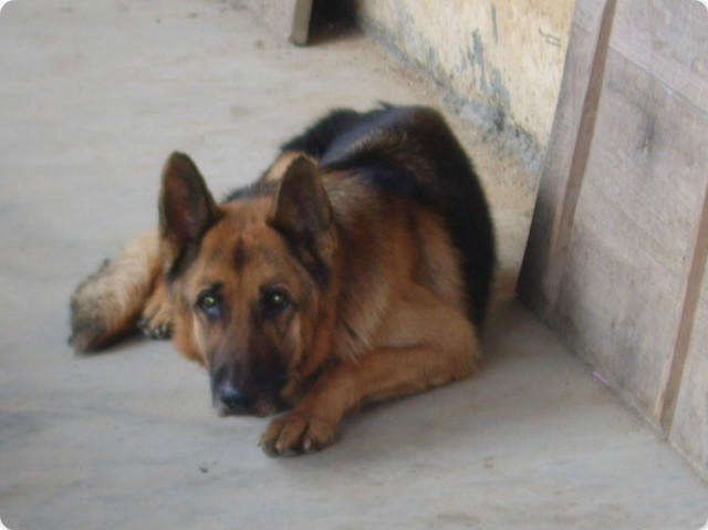 警犬安然，新時(shí)代守護(hù)安全英雄亮相