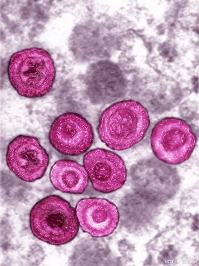 紫金最新肺炎，巷弄深處的獨特風味探索