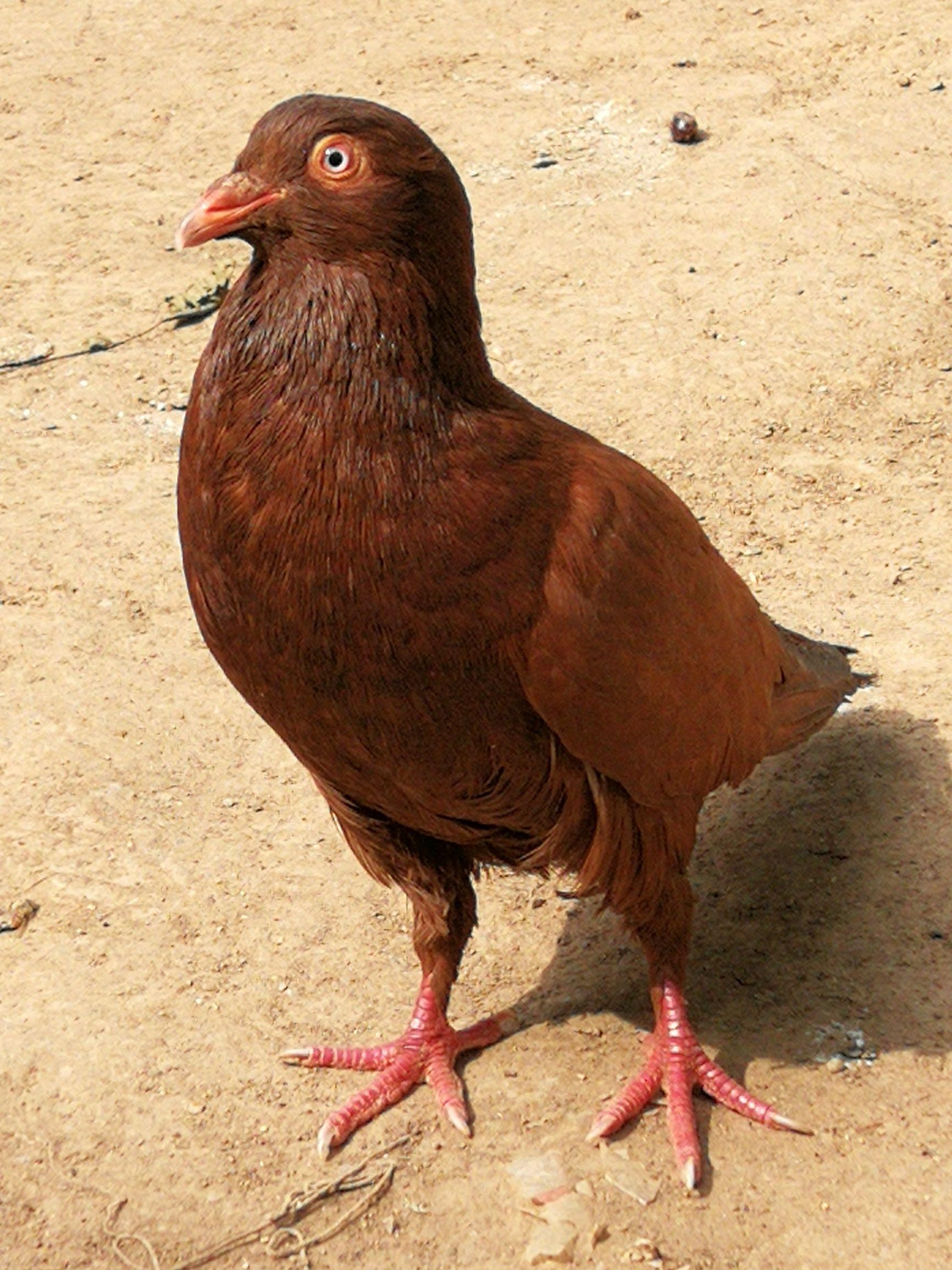 絞胎陶瓷工藝品銷(xiāo)售 第98頁(yè)