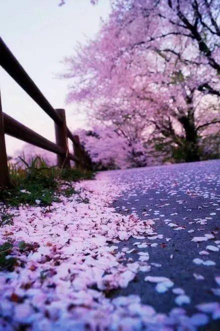 落花最新，一場(chǎng)自然美景的輕松邅逅之旅