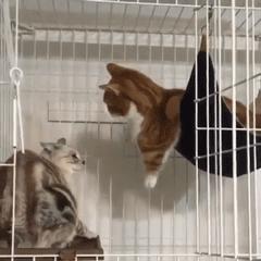 貓咪大戰(zhàn)爭(zhēng)最新破解版，科技巨獻(xiàn)，貓咪控的夢(mèng)幻戰(zhàn)場(chǎng)