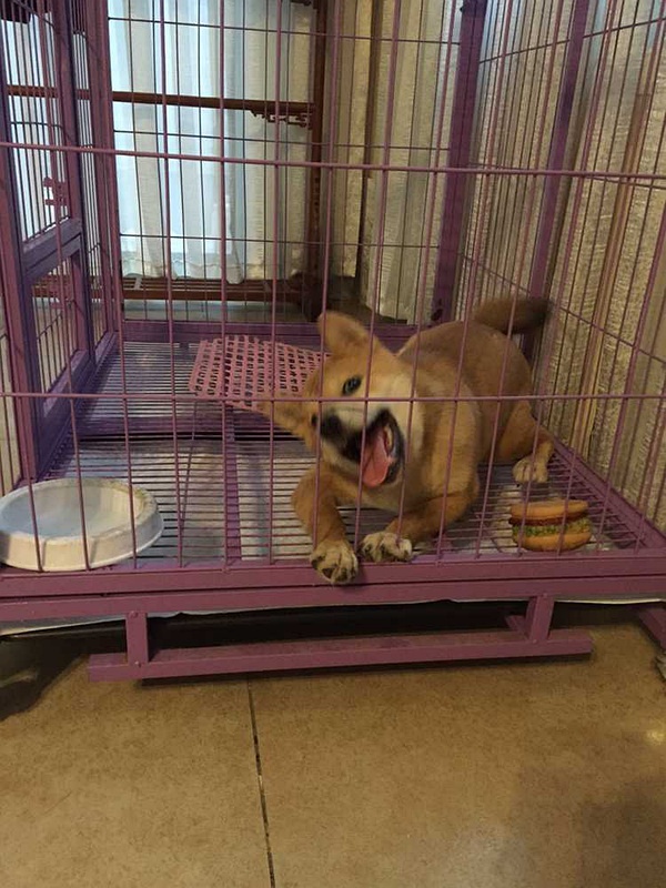 山東格惠犬吧，探尋獨(dú)特犬舍的小巷之旅